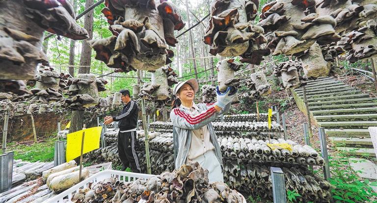 量发展产业调研】林下生金不朽情缘登录入口